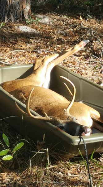 7 Point.jpg
