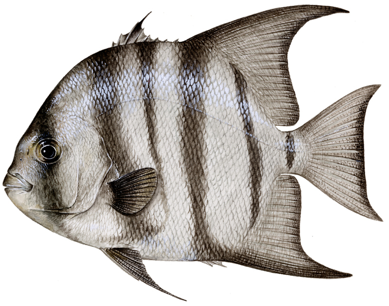 atl.%20spadefish%20copy.jpg