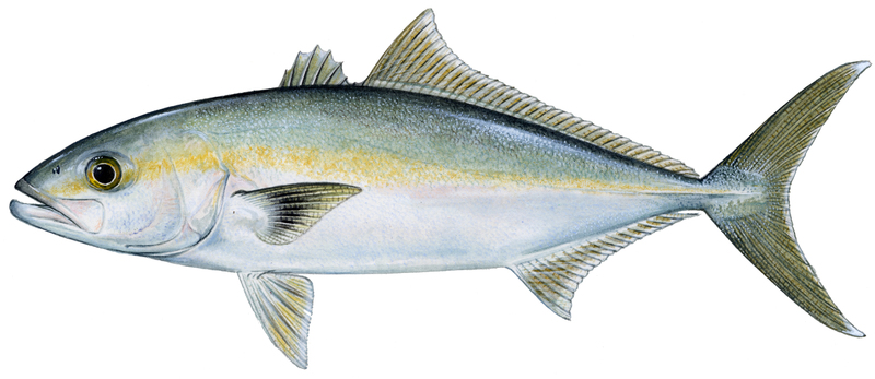 banded%20rudderfish%20copy.jpg