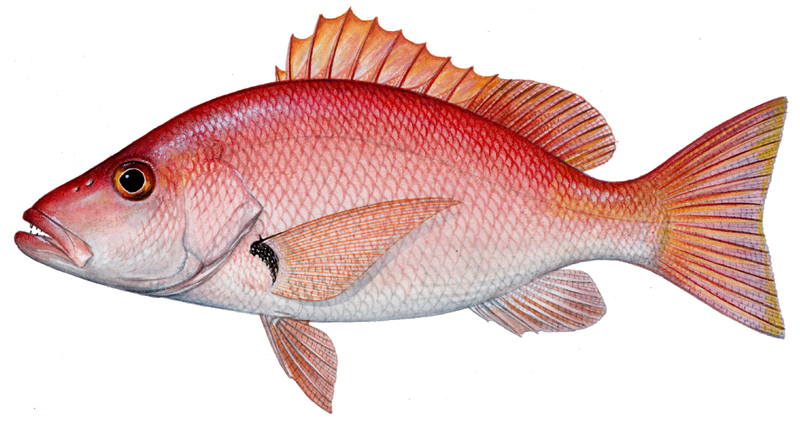 blackfin%20snapper%20copy.jpg