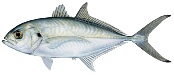 blue-runner.jpg