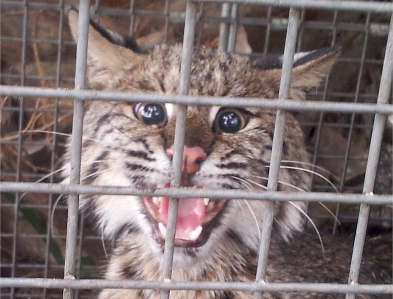 BobCat%2520in%2520Cage.jpg