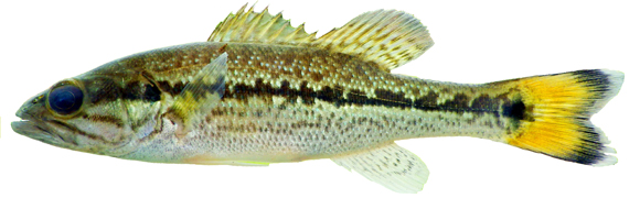 choctaw%20bass1.jpg