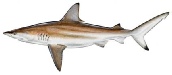 Fish_BlactipShark.jpe
