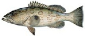 Fish_GagGrouper.jpg