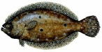 Fish_GulfFlounder.jpg