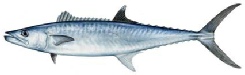 Fish_KingMackerel.jpe