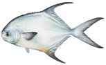 Fish_Permit2.jpg