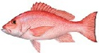 Fish_RedSnapper.jpg