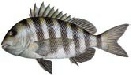 Fish_Sheepshead.jpg