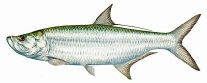 Fish_Tarpon.jpe