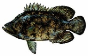 Fish_Tripletail.jpg