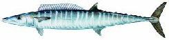 Fish_Wahoo.jpg