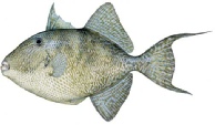 gray-triggerfish.jpg