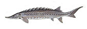 gulf_sturgeon_small.jpg