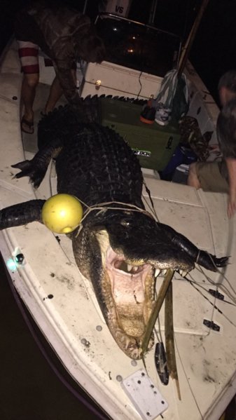 image.jpeg