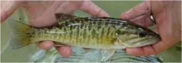 Juvenile-Shoal-Bass-resized.jpg