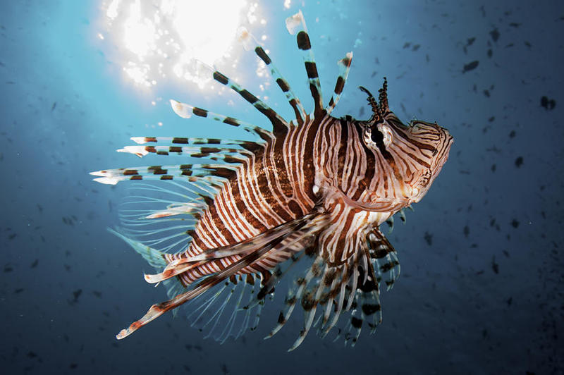 lionfish1.jpg