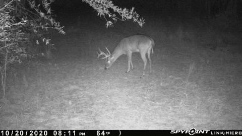 live buck.jpg