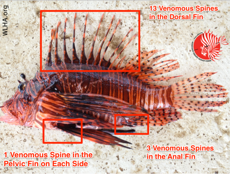 Location-of-Venomous-Spines-on-a-Lionfish.png