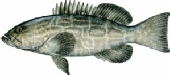 saltwater_groupbla.jpg