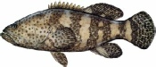 saltwater_groupjew.jpg