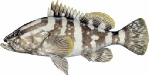 saltwater_groupnas.jpg