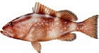 saltwater_groupred.jpg