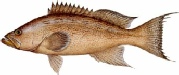 saltwater_groupsca.jpg