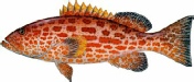 saltwater_groupyf.jpg