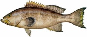 saltwater_groupym.jpg