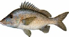 saltwater_grunwhit.jpg