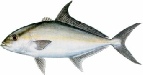 saltwater_jackalm.jpg