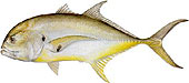 saltwater_jackcre_small1.jpg