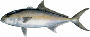 saltwater_jackgrea.jpg