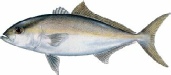 saltwater_jackless.jpg