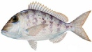 saltwater_joltheadporgy.jpg
