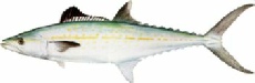 saltwater_mackcero.jpg