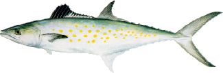 saltwater_mackspan2.jpg