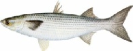 saltwater_mullstri.jpg