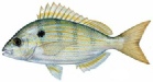 saltwater_pinfish.jpg