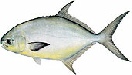 saltwater_pompflor_small.jpg