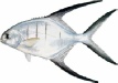 saltwater_pomppalo.jpg