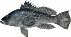 saltwater_sbassbla.jpg