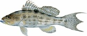 saltwater_sbassroc.jpg