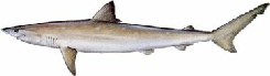 saltwater_sharkatl.jpg