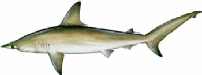 saltwater_sharksca.jpg