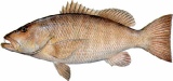 saltwater_snapcube.jpg