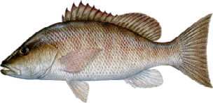 saltwater_snapgray2.jpg