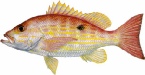saltwater_snaplane.jpg